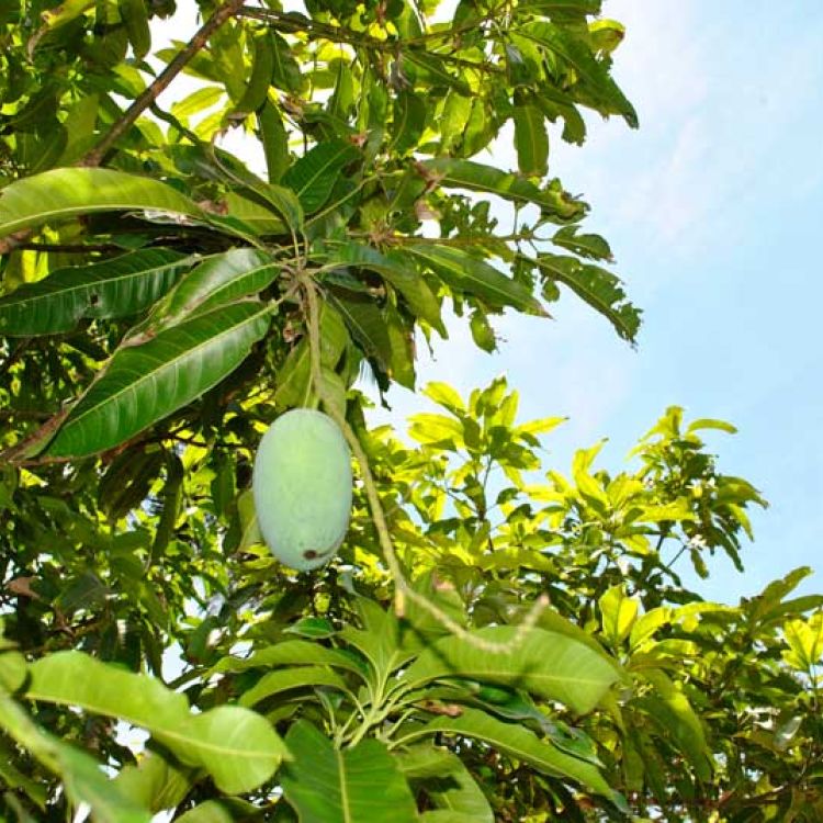 Mango aus dem Angels Home Garten