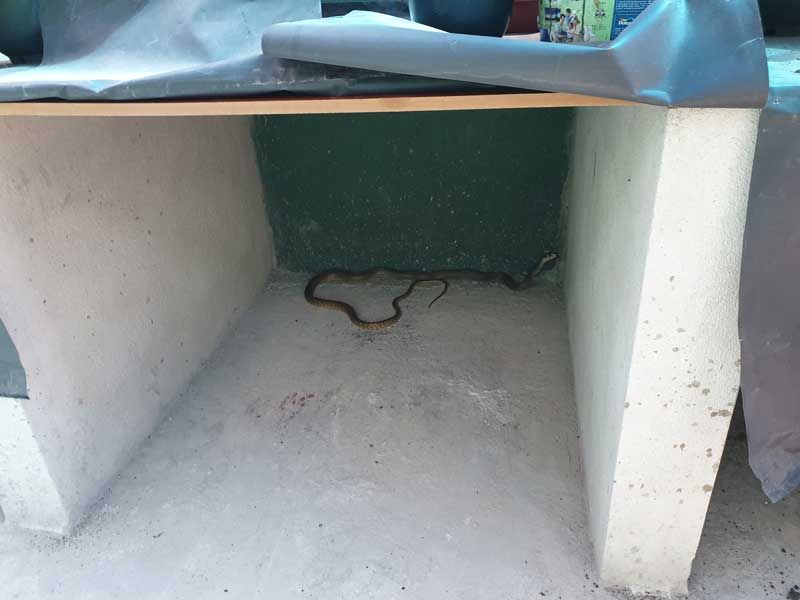 Zwischendurch verlaufen sich auch mal Schlangen oder Skorpione in  unsere Auszuchtstation