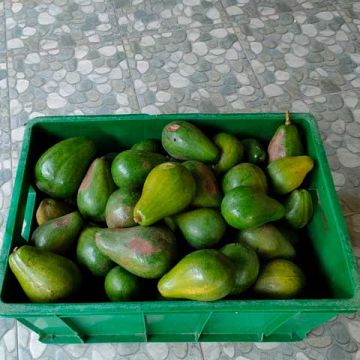 Avocado Ernteglück!