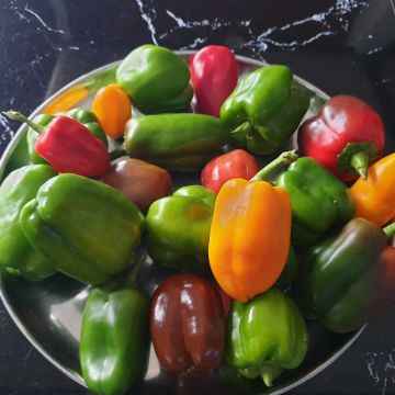 Rote, Gelbe, Grüne Paprika aus dem Gewächshaus