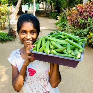 Okra oder auch Ladyfinger genannt