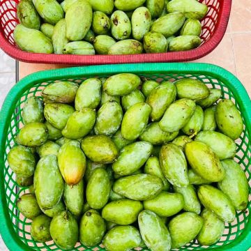 Einige kg frische Mango geerntet. Eigentlich haben wir mehr aber die Girls holen sie sich stöndig aus den Bäumen