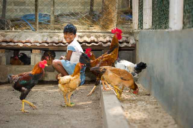 Immer frische Eier aus unserem neuen Hühnerstall.