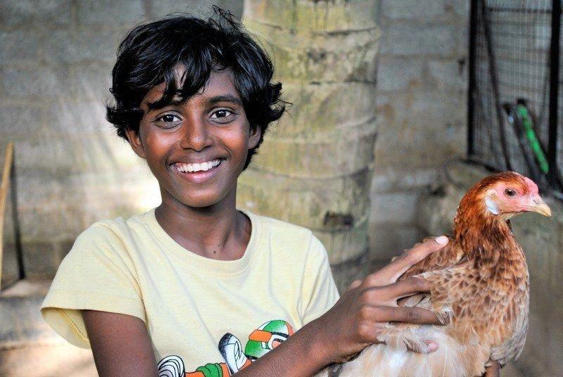 Sashini hilft beim Flügel stutzen der Hühner