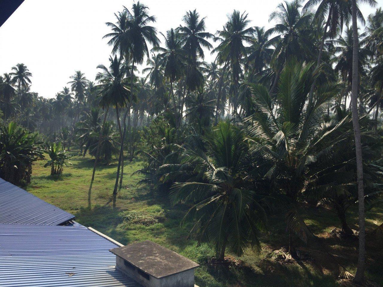 Ein toller Ausblick auf unzählige Palmen