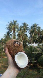 Meine erste frische Kokosnuss.