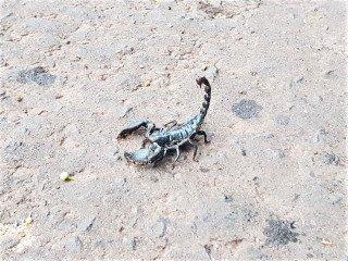 Ein Skorpion am frühen Morgen auf der Straße.