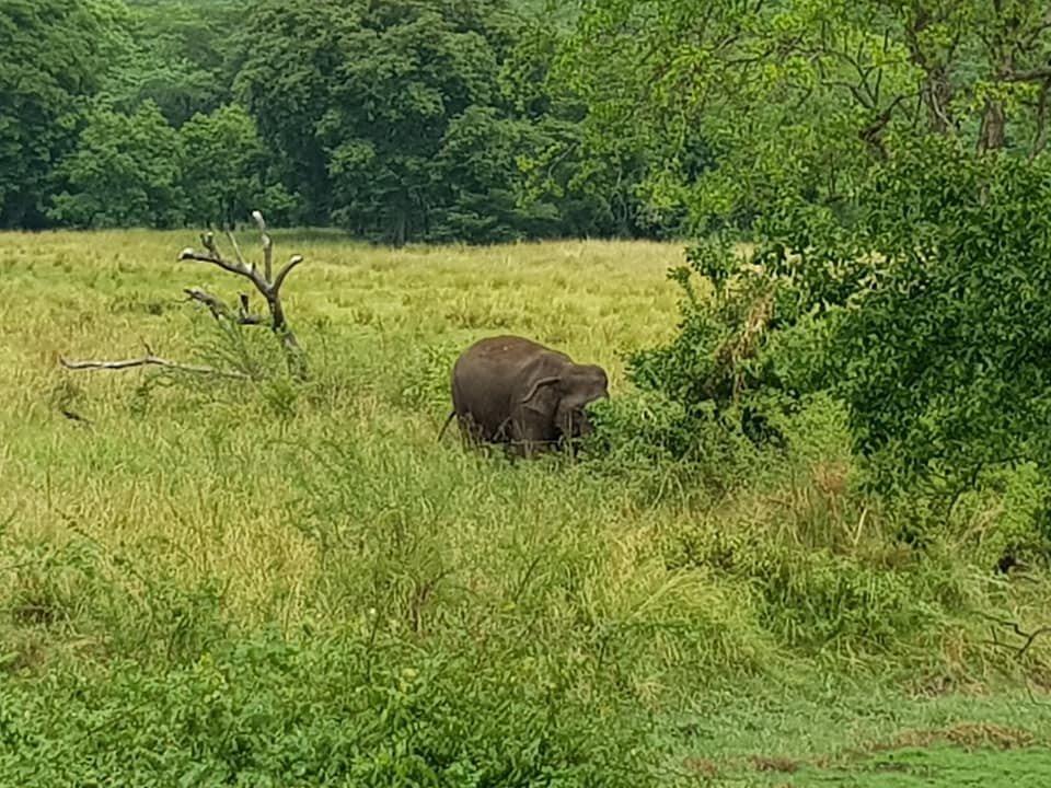 Ich hatte sogar das Glück, einen wilden Elefanten zu beobachten.
