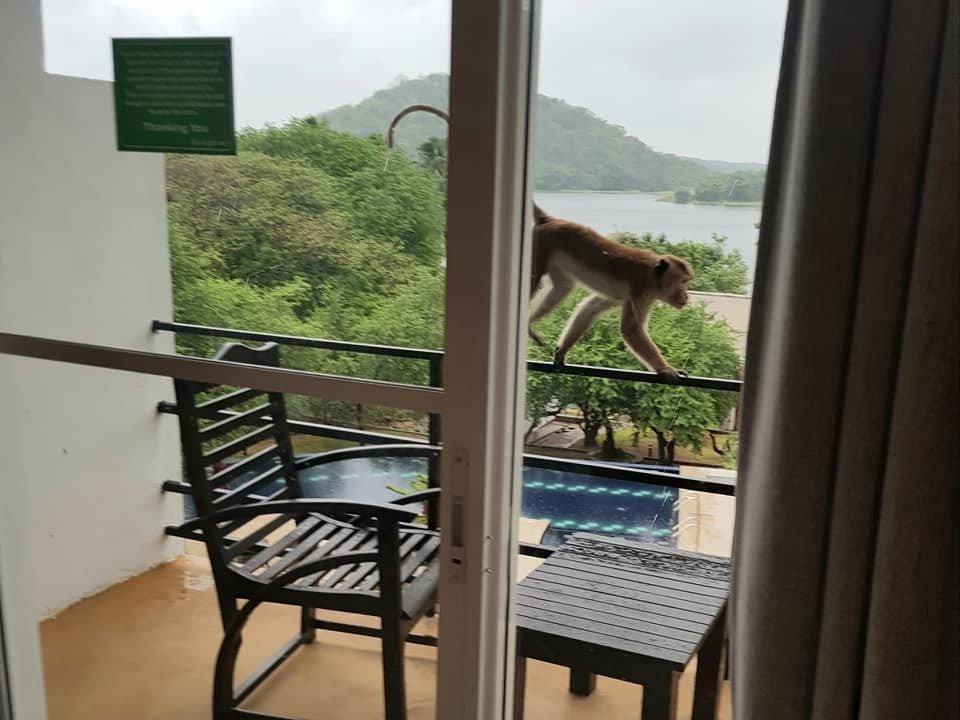 Die mutigsten Affen kamen sogar auf den Balkon.