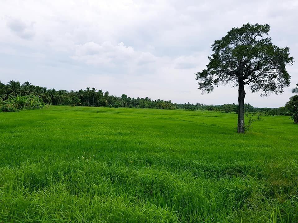 Die Umgebung von Polonnaruwa hat tolle Landschaften.