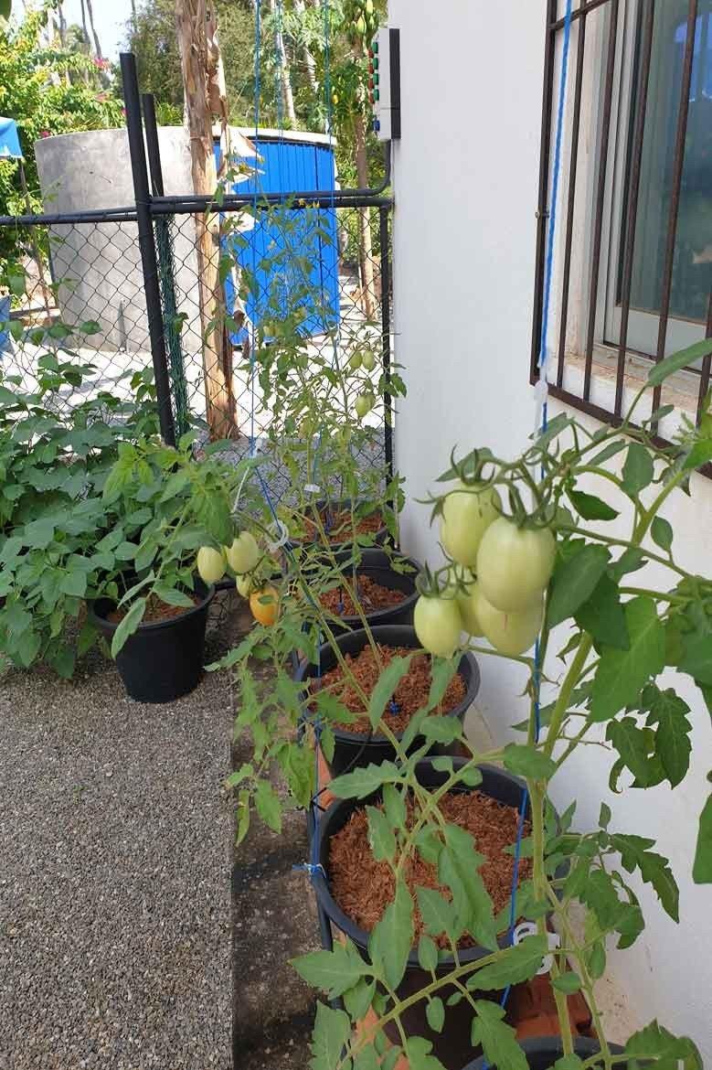 Und wieder Tomaten, insgesamt 9 verschiedene Sorten