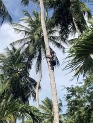 Kokosnussernter beim Abstieg
