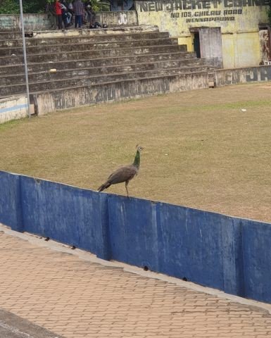 Ein Pfau schaut sich interessiert das Treiben im Stadion an.