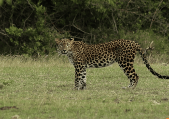 Magda als Snack für die Leoparden?