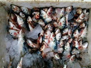Frische Fische auf dem Fischmarkt