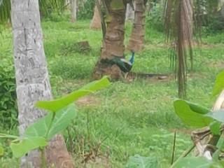 Moment -da steht ein Pfau im Garten