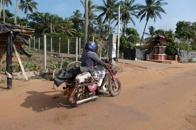 Schweinetransport in Sri Lanka