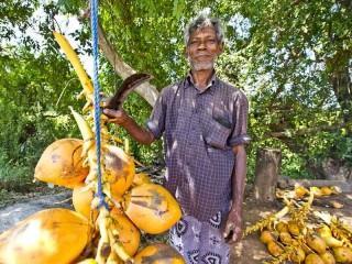 King Coconuts werden an jeder Straßenecke verkauft.