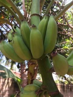 Die Bananenstauden sind am Reifen