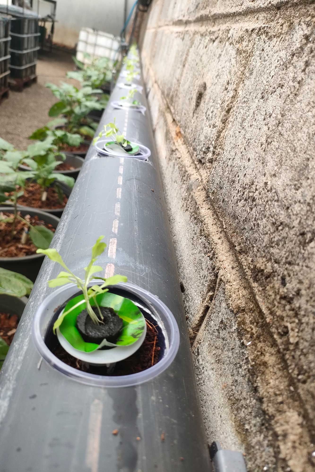 Verschiedene Salatsorten als Futterzusatz f&uuml;r unsere H&uuml;hner