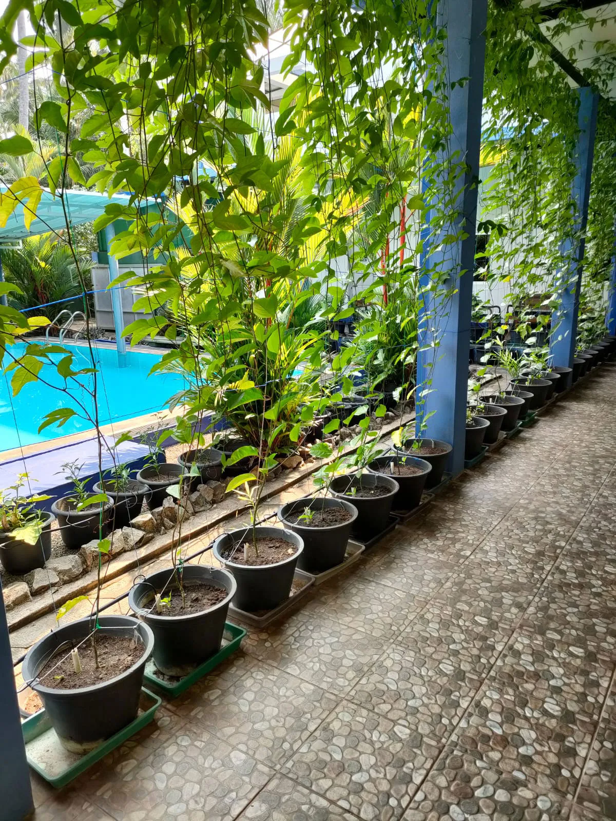 Terrasse