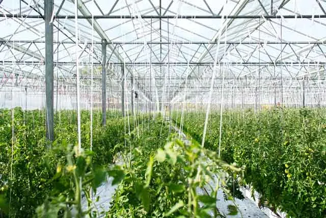 Ein neues 200 m&sup2; gro&szlig;es Gew&auml;chshaus f&uuml;r das Angels Home
