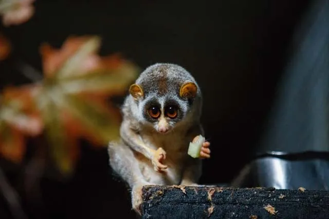 Sri-lankischer Roter Schlanker Loris: Eine seltene Sch&ouml;nheit im Dschungel
