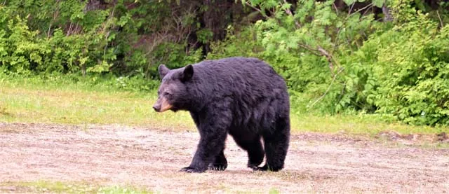 Der faszinierende Lippenb&auml;r: Ein scheuer Bewohner der W&auml;lder Sri Lankas