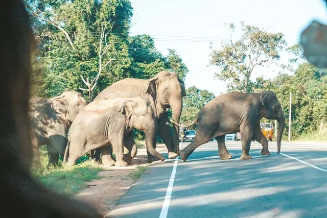 Imposante Giganten: Begegnung mit den majest&auml;tischen Elefanten Sri Lankas