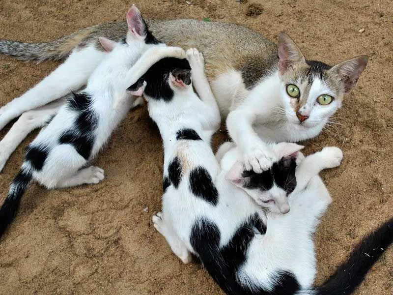 Cat with babys at Angels Home
