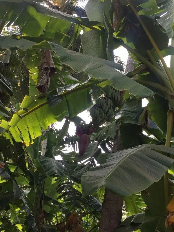 Diese Bananen brauchen noch ein bisschen.