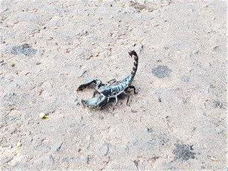 Ein Skorpion am fr&uuml;hen Morgen auf der Stra&szlig;e.