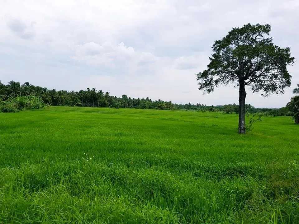 Die Umgebung von Polonnaruwa hat tolle Landschaften.