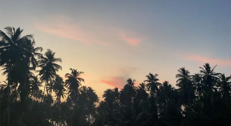 Der Sonnenuntergang und Palmen im Vordergrund