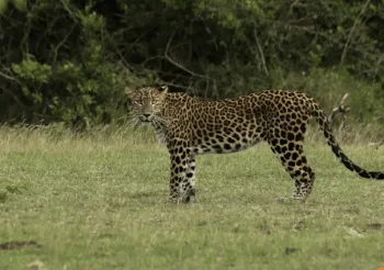 Magda als Snack f&uuml;r die Leoparden?