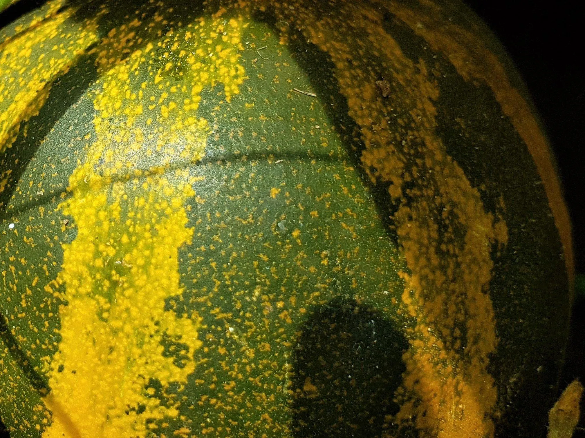 So kochen wir K&uuml;rbis