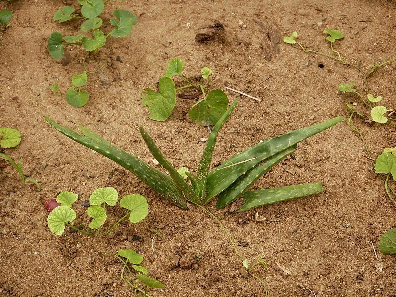 Aloe-Vera-klein