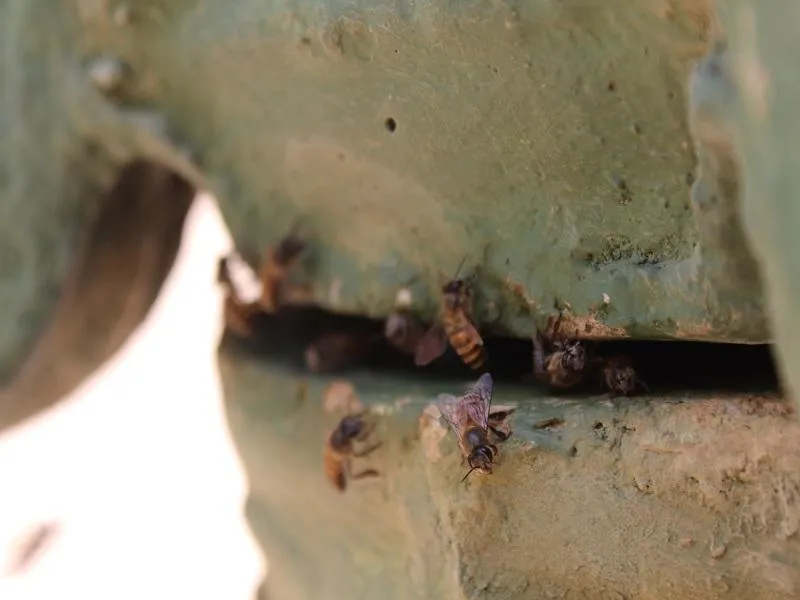 Die Bienen im Garten sind zum Gl&uuml;ck friedlich