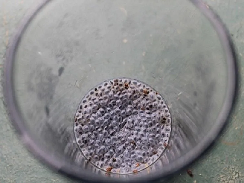Kasakasa Seeds werden im Wasser eingelegt