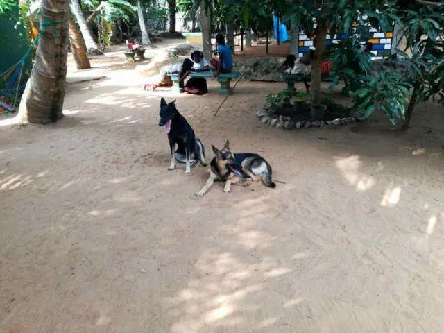 Man sieht die Hunde im Schatten liegen.