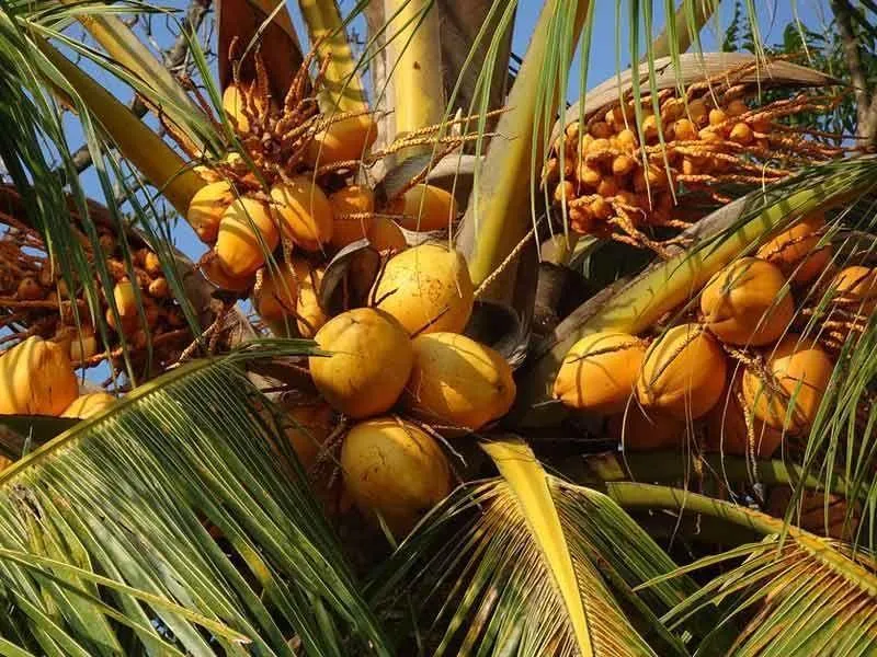 King Coconuts an der Palme