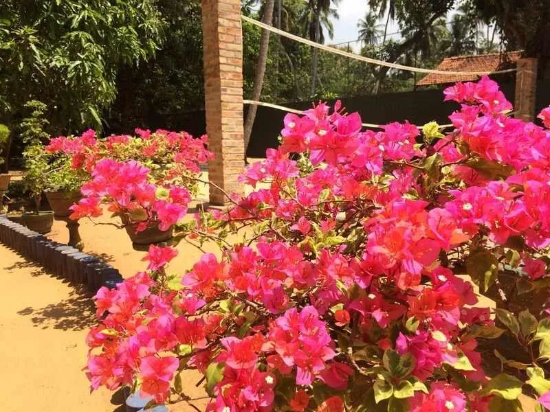 Bougainvillea im Angels Home