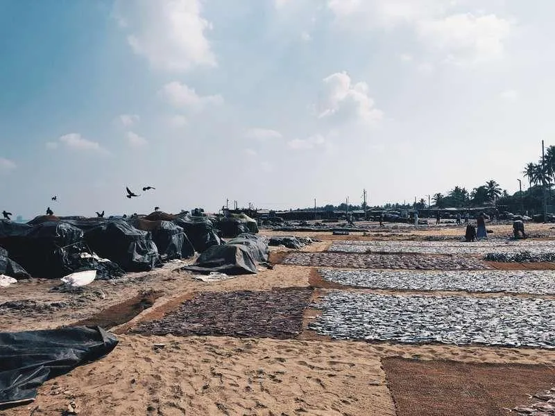 Fischmarkt in Negombo