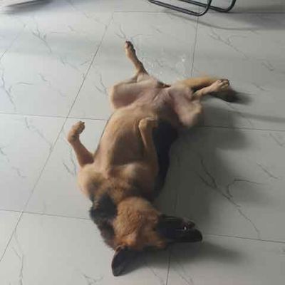 SECURITY & EIFERS&Uuml;CHTIGE & FAUL&Auml;ZER.