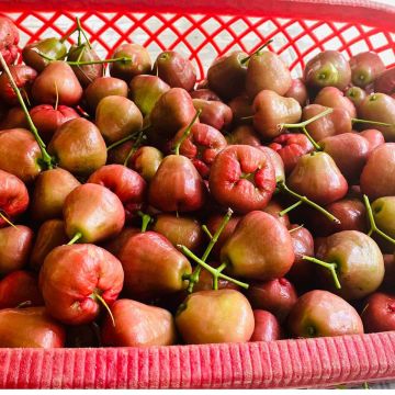 Unsere ersten Rose Äpfel werden vom Baum geholt