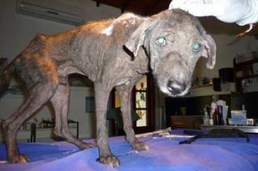 &ldquo;Hundeelend&rdquo; Im warsten Sinne