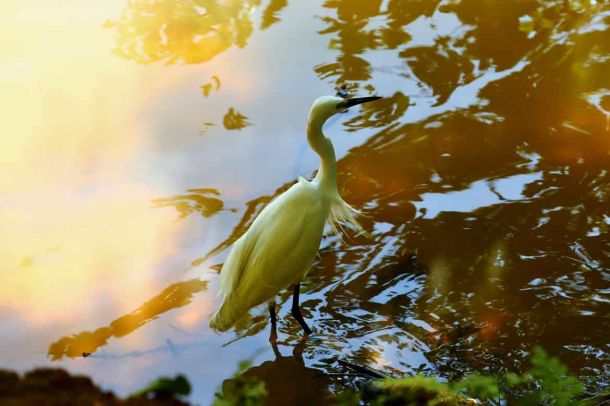 In Sri Lanka gibt es viele Wasserv&ouml;gel.