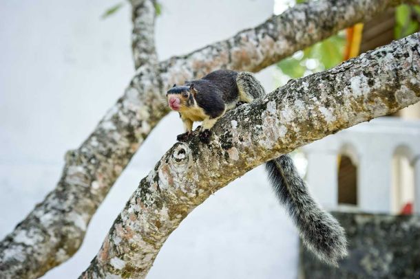 Eroberer der B&auml;ume Sri Lankas.