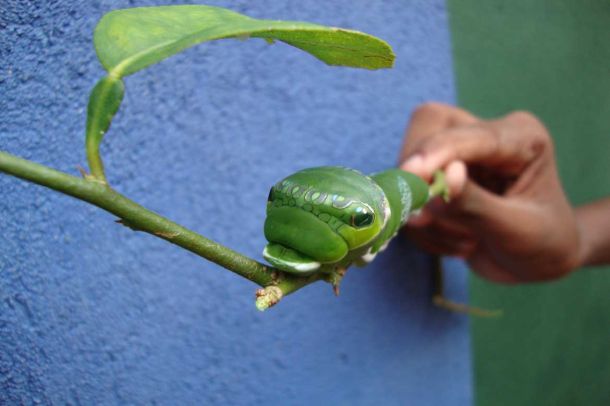 Hier gibt es merkw&uuml;rdige Kreaturen.