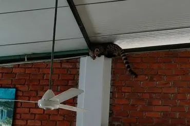 Asiatische Palmenzibetkatze unter dem Dach eines Hauses im Angels Home in Sri Lanka
